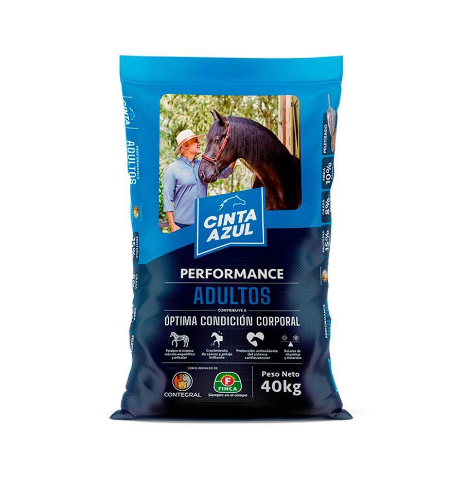 Cinta Azul Caballos Adultos