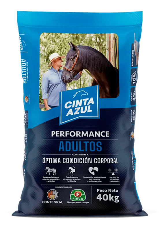 Cinta Azul Caballos Adultos